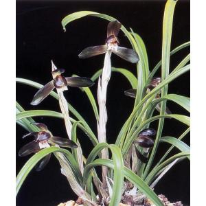 中国春蘭】余胡蝶（よこちょう）/ 花 蘭 東洋蘭 春蘭 : ヨネヤマ