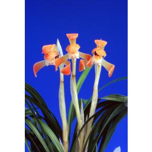 日本寒蘭】燦月（さんげつ）/ 花 蘭 東洋蘭 寒蘭 : ヨネヤマ - 通販