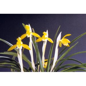 日本春蘭】万寿（まんじゅ）/ 花 蘭 東洋蘭 春蘭 : ヨネヤマ - 通販