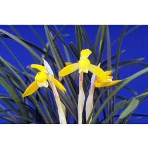 日本春蘭】万寿（まんじゅ）/ 花 蘭 東洋蘭 春蘭 : ヨネヤマ - 通販