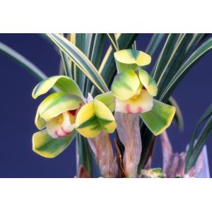 富貴蘭】 千載錦（せんざいにしき）/ 花 古典植物 フウラン : ヨネヤマ