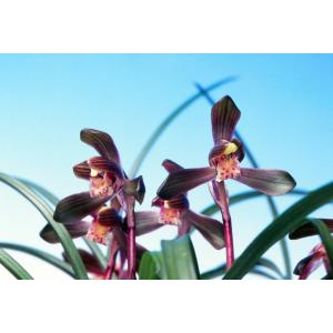 【日本春蘭】天紫晃（てんしこう）/　花　蘭　東洋蘭　春蘭