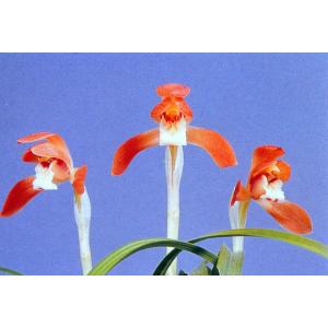 日本寒蘭】北薩の晃（ほくさつのひかり）/ 花 蘭 東洋蘭 寒蘭