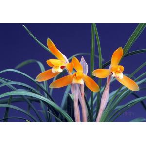 中国春蘭】汪字（おうじ）/ 花 蘭 東洋蘭 春蘭 : ヨネヤマ - 通販