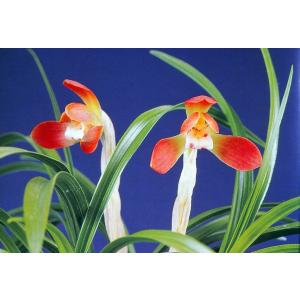 日本春蘭】紅貴（こうき）/ 花 蘭 東洋蘭 春蘭 : ヨネヤマ - 通販