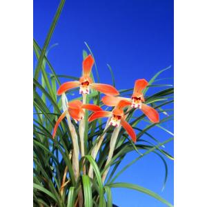 日本春蘭】紅貴（こうき）/ 花 蘭 東洋蘭 春蘭 : ヨネヤマ - 通販