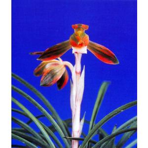 日本春蘭】紅貴（こうき）/ 花 蘭 東洋蘭 春蘭 : ヨネヤマ - 通販