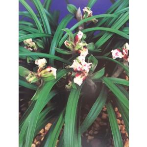 日本春蘭】紅貴（こうき）/ 花 蘭 東洋蘭 春蘭 : ヨネヤマ - 通販