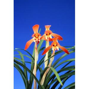 日本春蘭】寿紅（じゅこう）/ 花 蘭 東洋蘭 春蘭 : ヨネヤマ - 通販