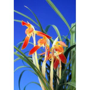 中国春蘭　白中透け『天山』種木3本立 日本春蘭　中国蘭　東洋蘭　山野草　寒蘭 中国春蘭 白中透け『天山』種木3本立 日本春蘭 中国蘭 東洋蘭