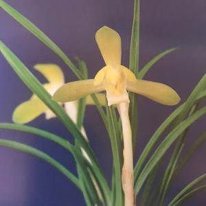 薩摩寒蘭銘品『光月』花付き　寒蘭　春蘭　東洋蘭 日本寒蘭】日光（にっこう）/ 花 蘭 東洋蘭 寒蘭 : ヨネヤマ - 通販