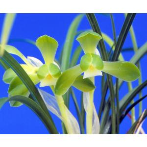 日本寒蘭】豊雪（ほうせつ）/ 花 蘭 東洋蘭 寒蘭 : ヨネヤマ - 通販