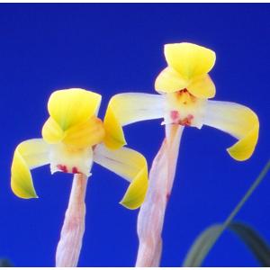 【日本春蘭】満月（まんげつ）/　花　蘭　東洋蘭　春蘭　