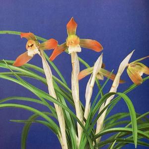 中国春蘭】紫雲嶺（しうんれい）/ 花 蘭 東洋蘭 春蘭 : ヨネヤマ