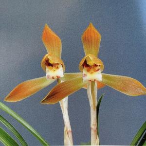 中国春蘭】余胡蝶（よこちょう）/ 花 蘭 東洋蘭 春蘭 : ヨネヤマ