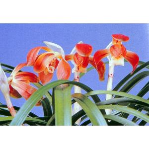 日本春蘭】紅貴（こうき）/ 花 蘭 東洋蘭 春蘭 : ヨネヤマ - 通販