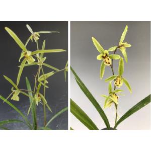 日本春蘭】寿紅（じゅこう）/ 花 蘭 東洋蘭 春蘭 : ヨネヤマ - 通販