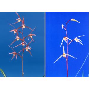 日本寒蘭】燦月（さんげつ）/ 花 蘭 東洋蘭 寒蘭 : ヨネヤマ - 通販