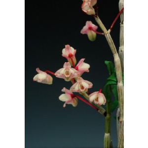 富貴蘭】 翠扇（すいせん）/ 花 古典植物 フウラン : ヨネヤマ - 通販
