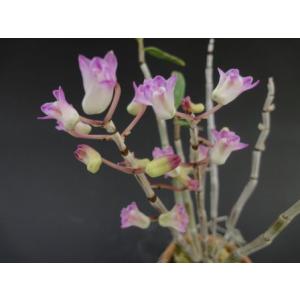 【石斛花物（セッコク）】 紅玉麗（こうぎょくれい）/5〜6条
