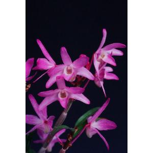 【石斛花物（セッコク）】 紫苑（しえん）/5〜6条｜hamamatsu-yoneyama
