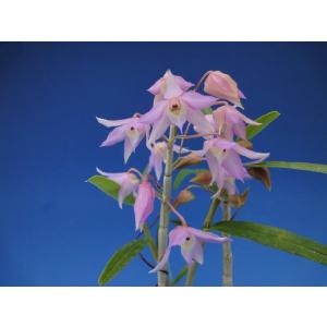 中国春蘭】余胡蝶（よこちょう）/ 花 蘭 東洋蘭 春蘭 : ヨネヤマ