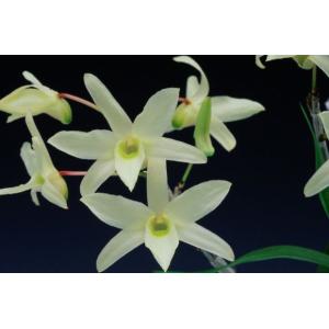 富貴蘭】 千載錦（せんざいにしき）/ 花 古典植物 フウラン : ヨネヤマ