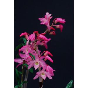 石斛花物（セッコク）】 紅綾（こうりょう）/5〜6条 : ヨネヤマ - 通販