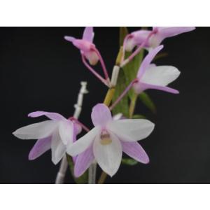 石斛花物（セッコク）】 天紫晃（てんしこう）/5〜6条 : ヨネヤマ