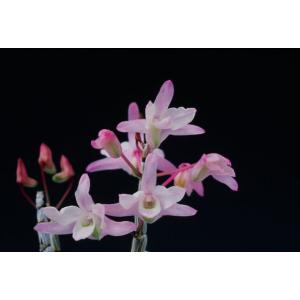 長生蘭 セッコク 飛沫 9 : フェニックスガーデン - 通販 - Yahoo