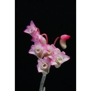 石斛花物（セッコク）】 赤花セット A : ヨネヤマ - 通販 - Yahoo