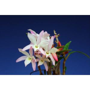 【石斛花物（セッコク）】 深山紅（みやまべに）/5〜6条