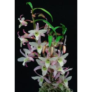 石斛花物（セッコク）】 紅綾（こうりょう）/5〜6条 : ヨネヤマ - 通販