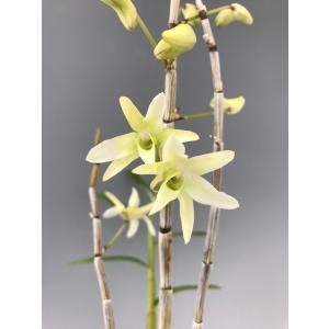 富貴蘭】 青軸富嶽 上柄（あおじくふがく）2条/ 花 蘭 古典植物