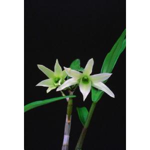 富貴蘭】 青軸富嶽 上柄（あおじくふがく）2条/ 花 蘭 古典植物