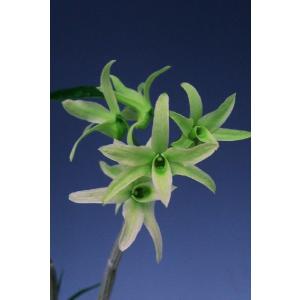 富貴蘭】 藤娘（ふじむすめ）1条/ 花 蘭 古典植物 フウラン : ヨネヤマ