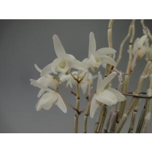 富貴蘭】 藤娘（ふじむすめ）1条/ 花 蘭 古典植物 フウラン : ヨネヤマ
