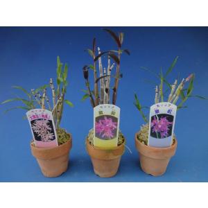 【石斛花物(セッコク)】 おまかせ12種セットの詳細画像2