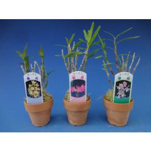 【石斛花物(セッコク)】 おまかせ12種セットの詳細画像5