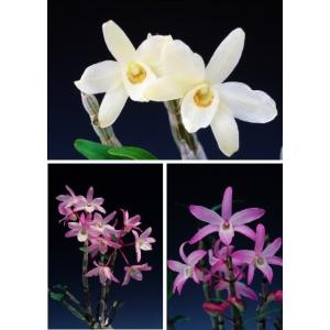 日本寒蘭】豊雪（ほうせつ）/ 花 蘭 東洋蘭 寒蘭 : ヨネヤマ - 通販