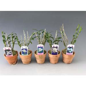 セッコク1つ　フウラン2つ　3つセット 石斛花物（セッコク）】 赤花セット B : ヨネヤマ - 通販 - Yahoo