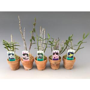 セッコク 花の商品一覧 通販 Yahoo ショッピング