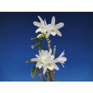 【石斛花物(セッコク)】 紅一点花5種セットの詳細画像1