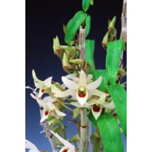 【石斛花物(セッコク)】 紅一点花5種セットの詳細画像3