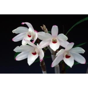 【石斛花物(セッコク)】 紅一点花5種セットの詳細画像4
