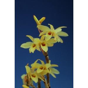 【石斛花物(セッコク)】 紅一点花5種セットの詳細画像5