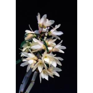 【石斛花物(セッコク)】 黄花セット Aの詳細画像1