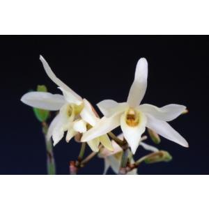 【石斛花物(セッコク)】 黄花セット Aの詳細画像2