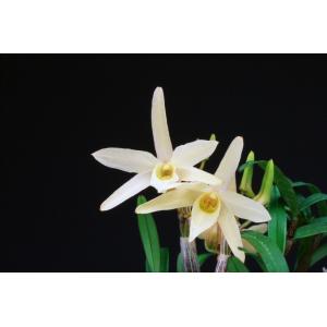 【石斛花物(セッコク)】 黄花セット Aの詳細画像3