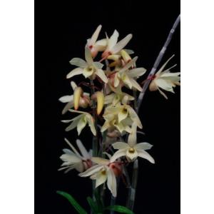 【石斛花物(セッコク)】 黄花セット Aの詳細画像4